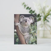 Koala Bear Postkarte (Stehend Vorderseite)