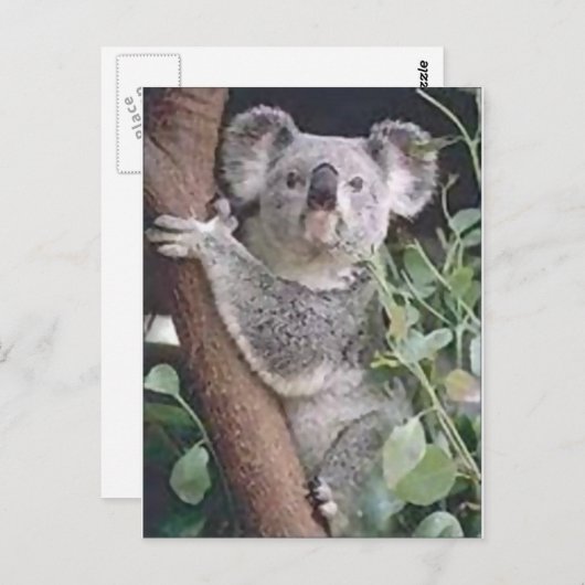Koala Bear Postkarte (Vorne/Hinten)