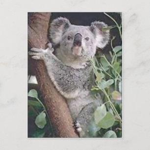 Koala Bear Postkarte