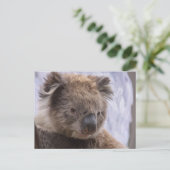 Koala Bear Postkarte (Stehend Vorderseite)
