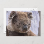 Koala Bear Postkarte (Vorne/Hinten)