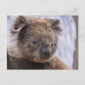 Koala Bear Postkarte (Vorderseite)
