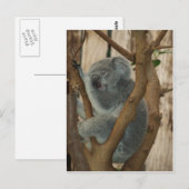 Koala Bear Postkarte (Vorne/Hinten)
