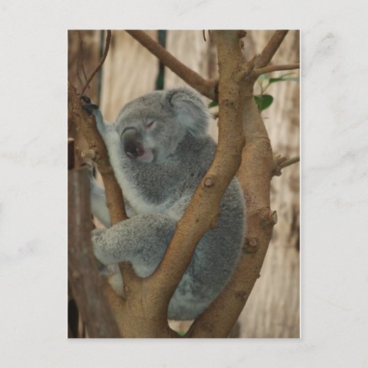 Koala Bear Postkarte (Vorderseite)