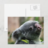 Koala Bear Postkarte (Vorne/Hinten)