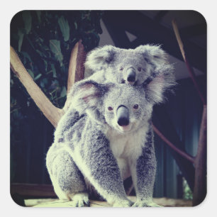 Koala Bear Quadratischer Aufkleber
