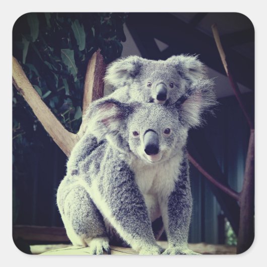 Koala Bear Quadratischer Aufkleber (Vorderseite)