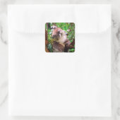 Koala Bear Quadratischer Aufkleber (Tasche)