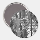 Koala Bear Schlaf ~ Magnet (Vorderseite/Rückseite)