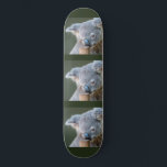 Koala Bear Skateboard<br><div class="desc">Australisches Koala Bear Sportskateboarding im Freien</div>