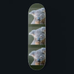 Koala Bear Skateboard<br><div class="desc">Australisches Koala Bear Sportskateboarding im Freien</div>