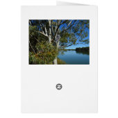 Koala Bear Sleeping In Gum Tree, Birthday (Hinten)