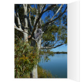 Koala Bear Sleeping In Gum Tree, Birthday (Innen (Links))