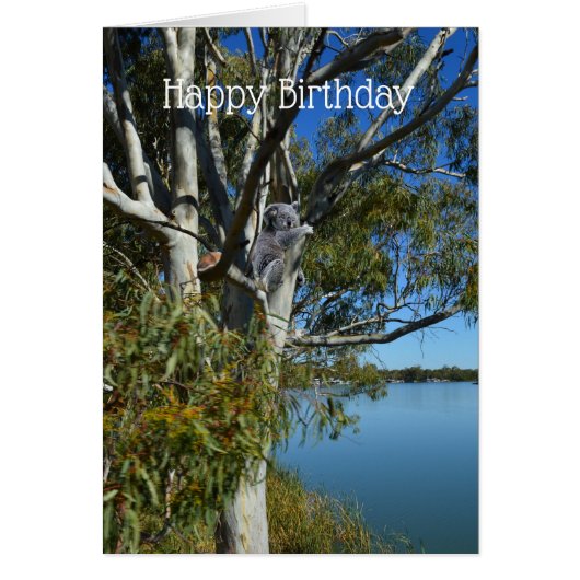 Koala Bear Sleeping In Gum Tree, Birthday (Vorne)