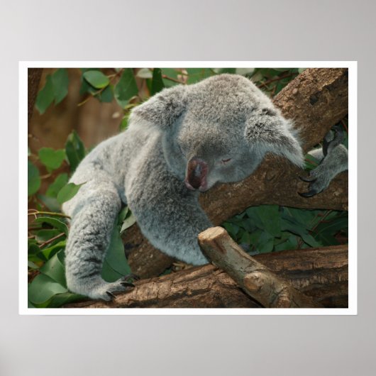 Koala Bear Sleeping Poster (Vorne)