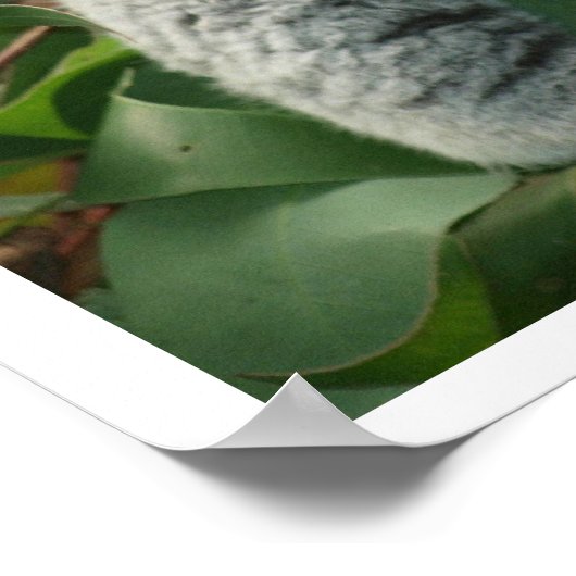 Koala Bear Sleeping Poster (Ecke)