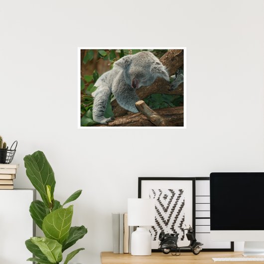 Koala Bear Sleeping Poster (Heimbüro)