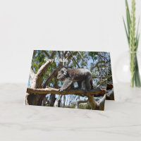 Koala Bear Tight Rope Walker, Geburtstag