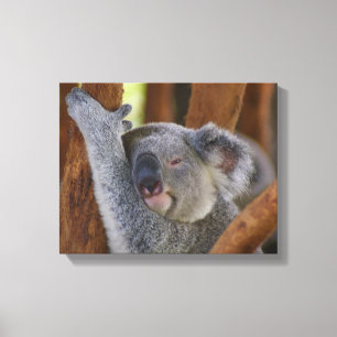 Koala Bear Wrapped Canvas Leinwanddruck
