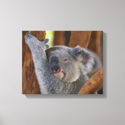 Koala Bear Wrapped Canvas Leinwanddruck (Vorderseite)