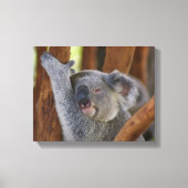 Koala Bear Wrapped Canvas Leinwanddruck (Vorderseite)