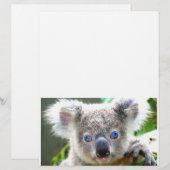 Koala Bears (Vorne/Hinten)