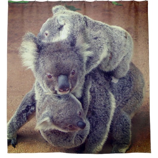 Koala Bears Duschvorhang (Vorderseite)