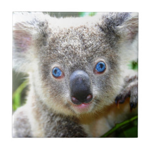 Koala Bears Fliese