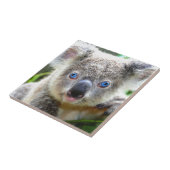 Koala Bears Fliese (Seite)