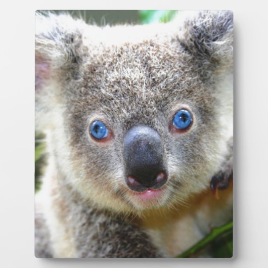 Koala Bears Fotoplatte (Vorderseite)