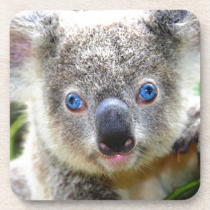 Koala Bears Getränkeuntersetzer