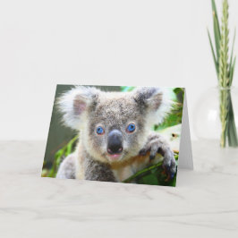 Koala Bears Karte