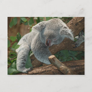 Koala Bears Liebe Tiere Schicksal Geschenke Postkarte