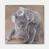 Koala Bears Magnet (Vorne)