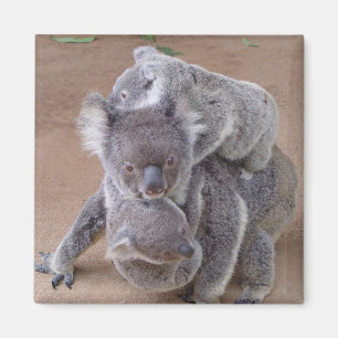 Koala Bears Magnet