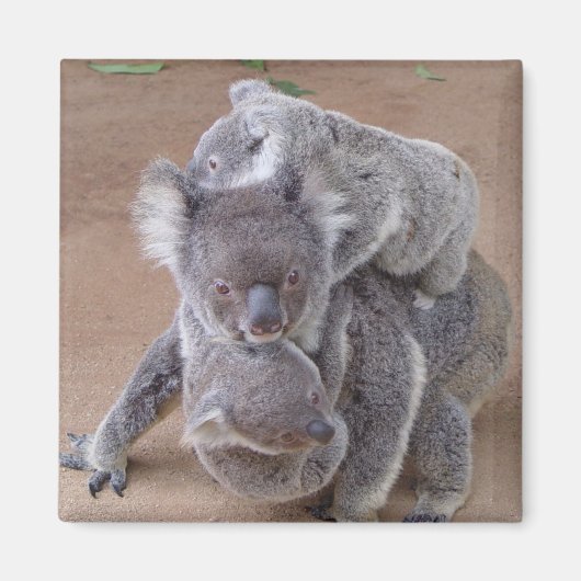 Koala Bears Magnet (Vorne)
