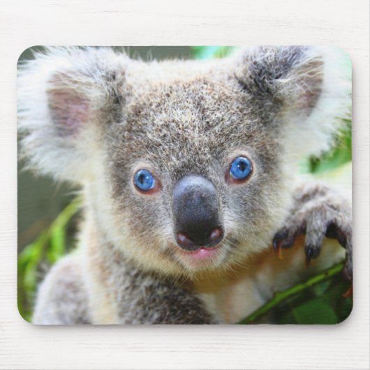 Koala Bears Mousepad (Vorne)