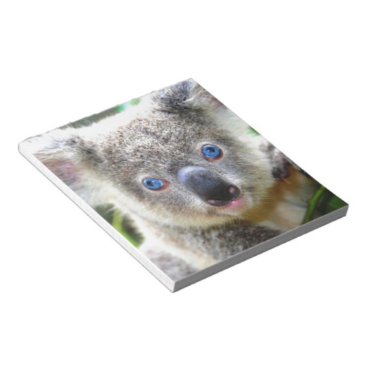 Koala Bears Notizblock (angewinkelt)