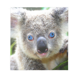 Koala Bears Notizblock