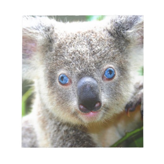 Koala Bears Notizblock (Vorderseite)
