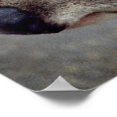 Koala Bears Poster (Ecke)