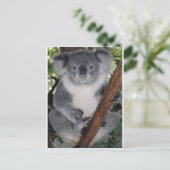 Koala Bears Postkarte (Stehend Vorderseite)