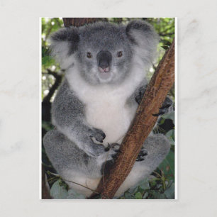 Koala Bears Postkarte
