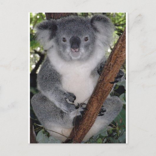 Koala Bears Postkarte (Vorderseite)