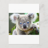 Koala Bears Postkarte (Vorderseite)