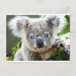 Koala Bears Postkarte