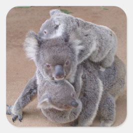 Koala Bears Quadratischer Aufkleber