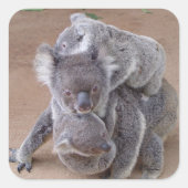 Koala Bears Quadratischer Aufkleber (Vorderseite)