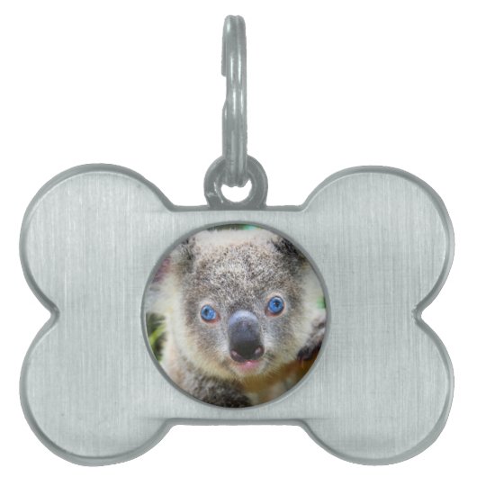 Koala Bears Tiermarke (Vorderseite)