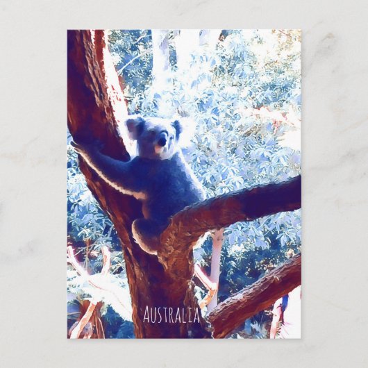 Koala bei Baumarten in Australien Postkarte (Vorderseite)
